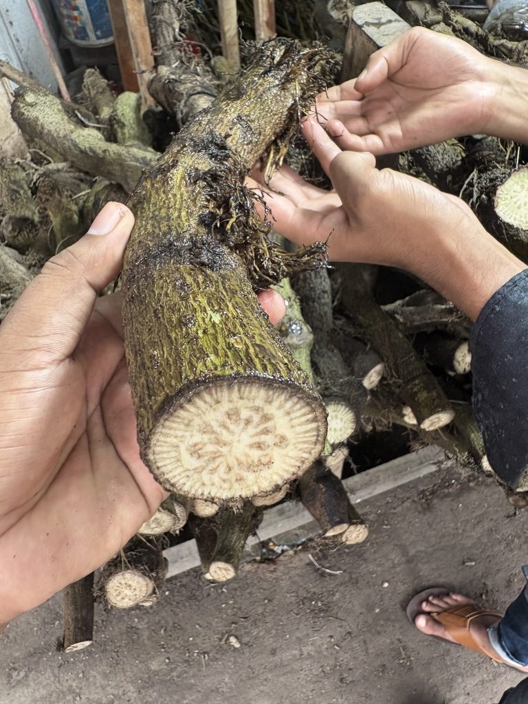 হাতে ধরা খুলনার মোটা দেশি চুইঝাল