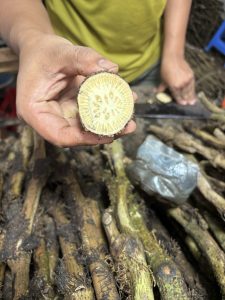 খুলনার দেশি চুইঝালের স্তূপ, হাতে একটি কাটা টুকরো